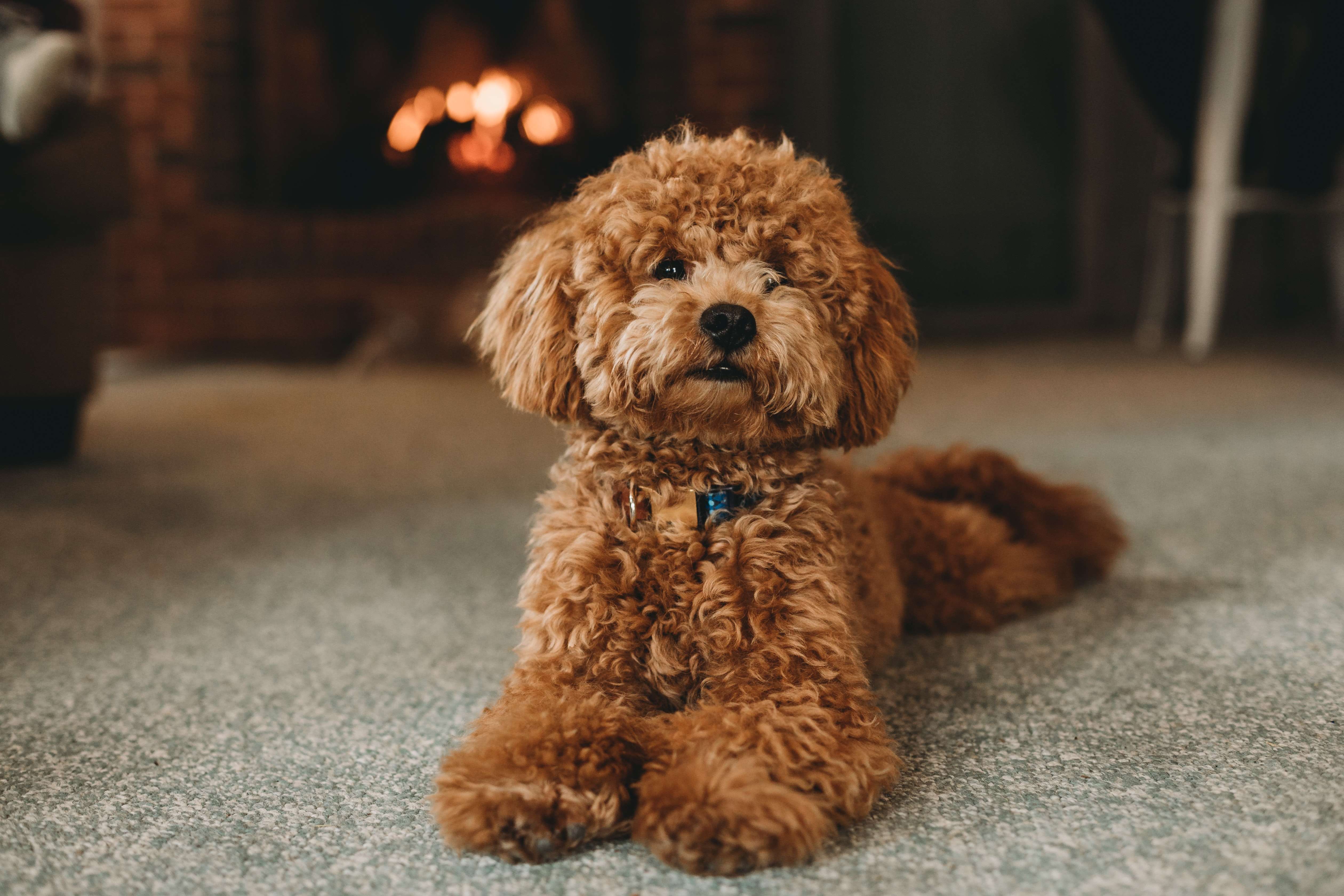 poodle dog price in pune