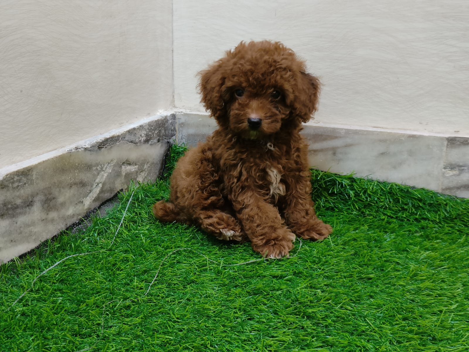 poodle for sale in nagpur