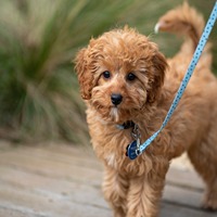 poodle puppy for sale in kolhapur