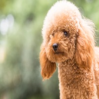 poodle dog breeder in nashik