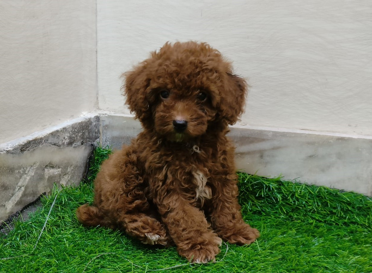 poodle puppy price in pune