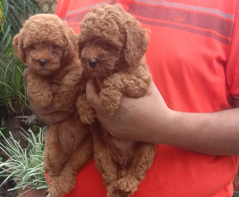poodle puppy for sale in pune