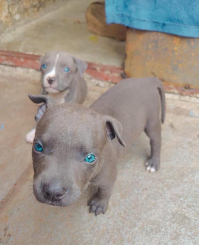  pitbull puppies for sale in nashik