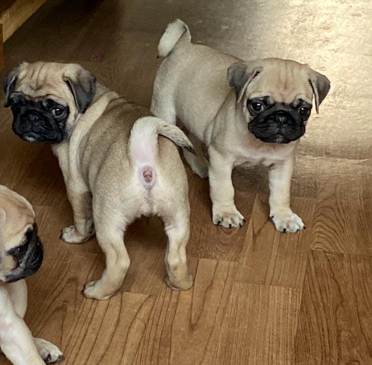  pug for sale in pune