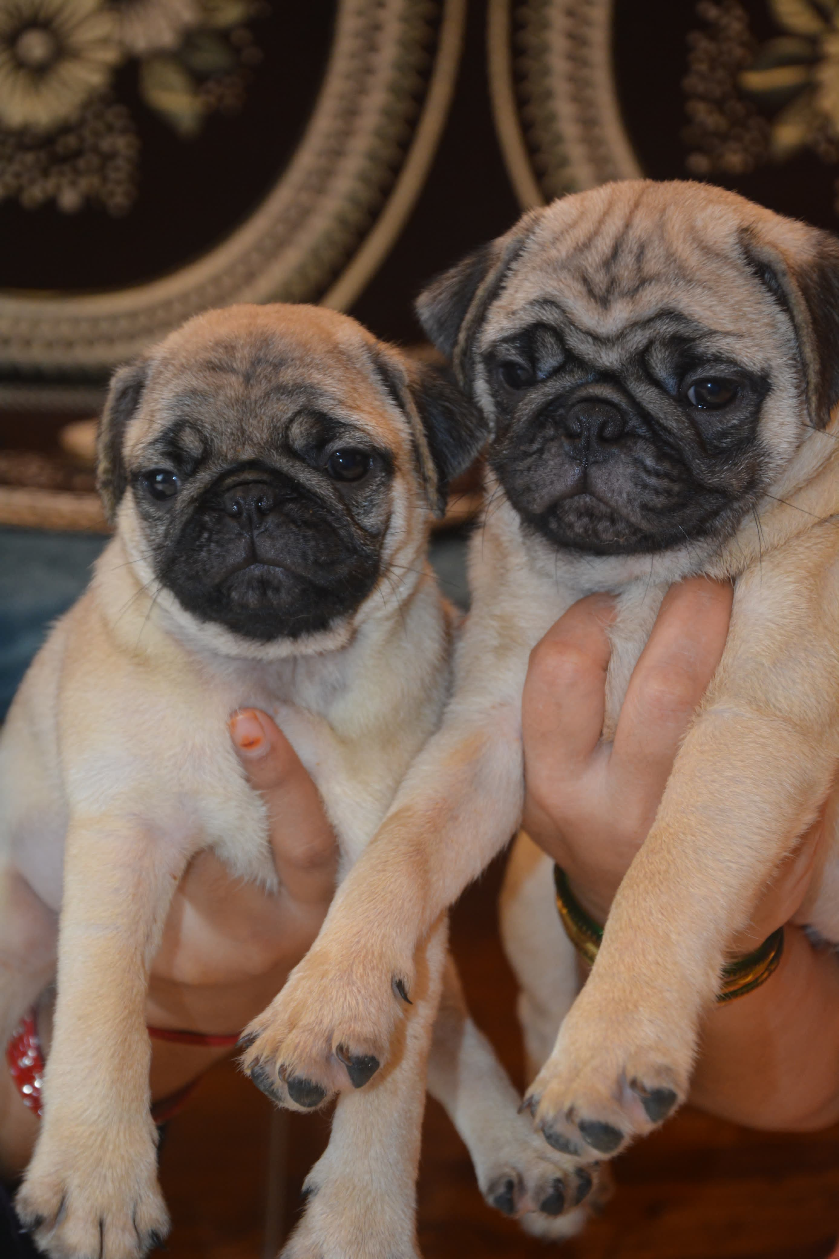 pug puppy price in Kolkata