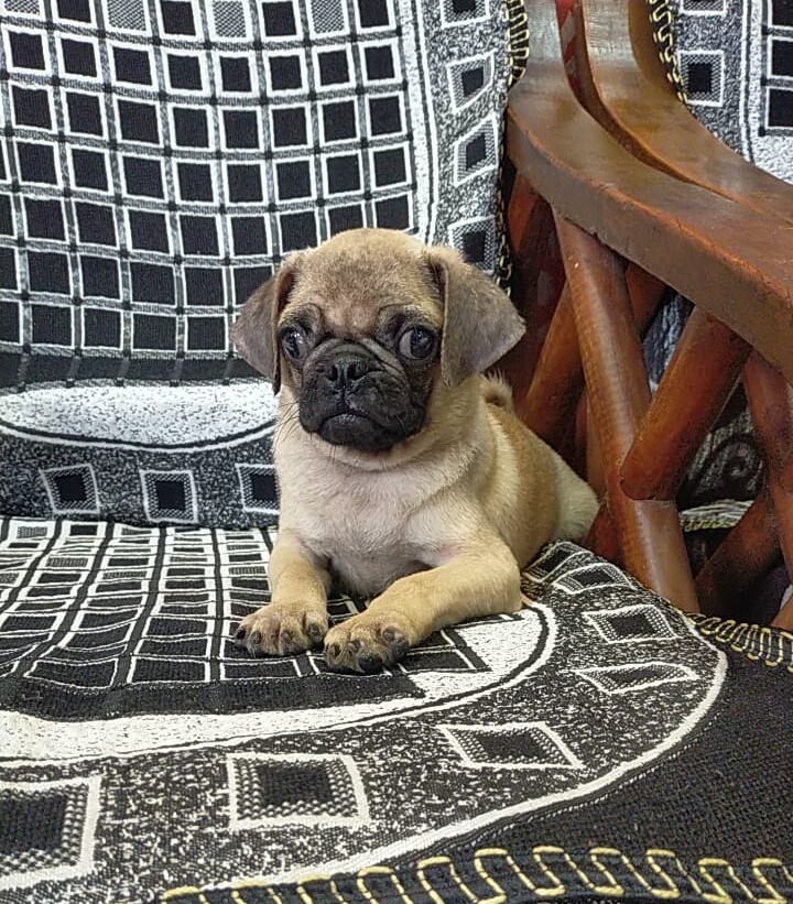 pug dog breeder in Kolkata