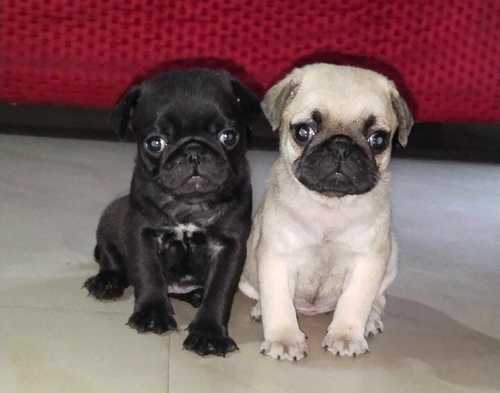 pug dog for sale in kolkata