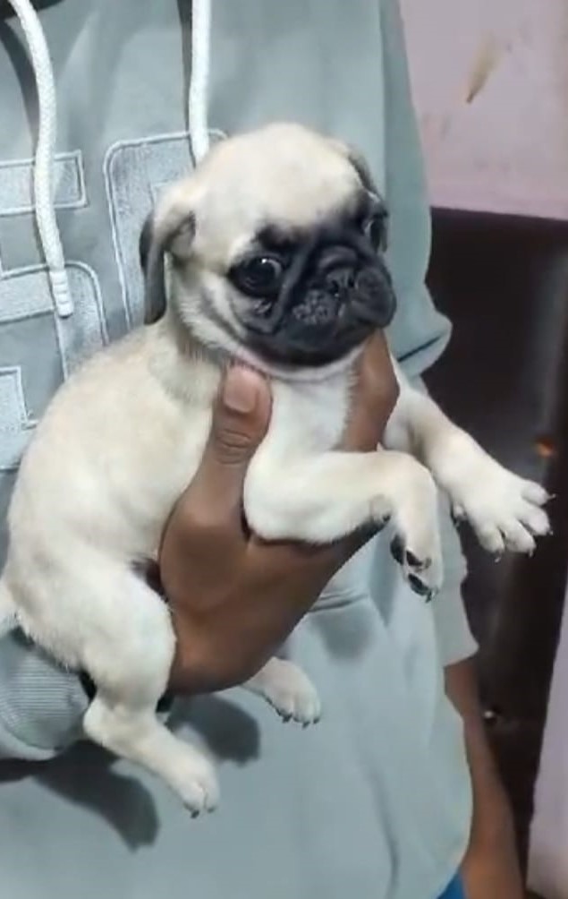 pug puppy for sale online in kolkata