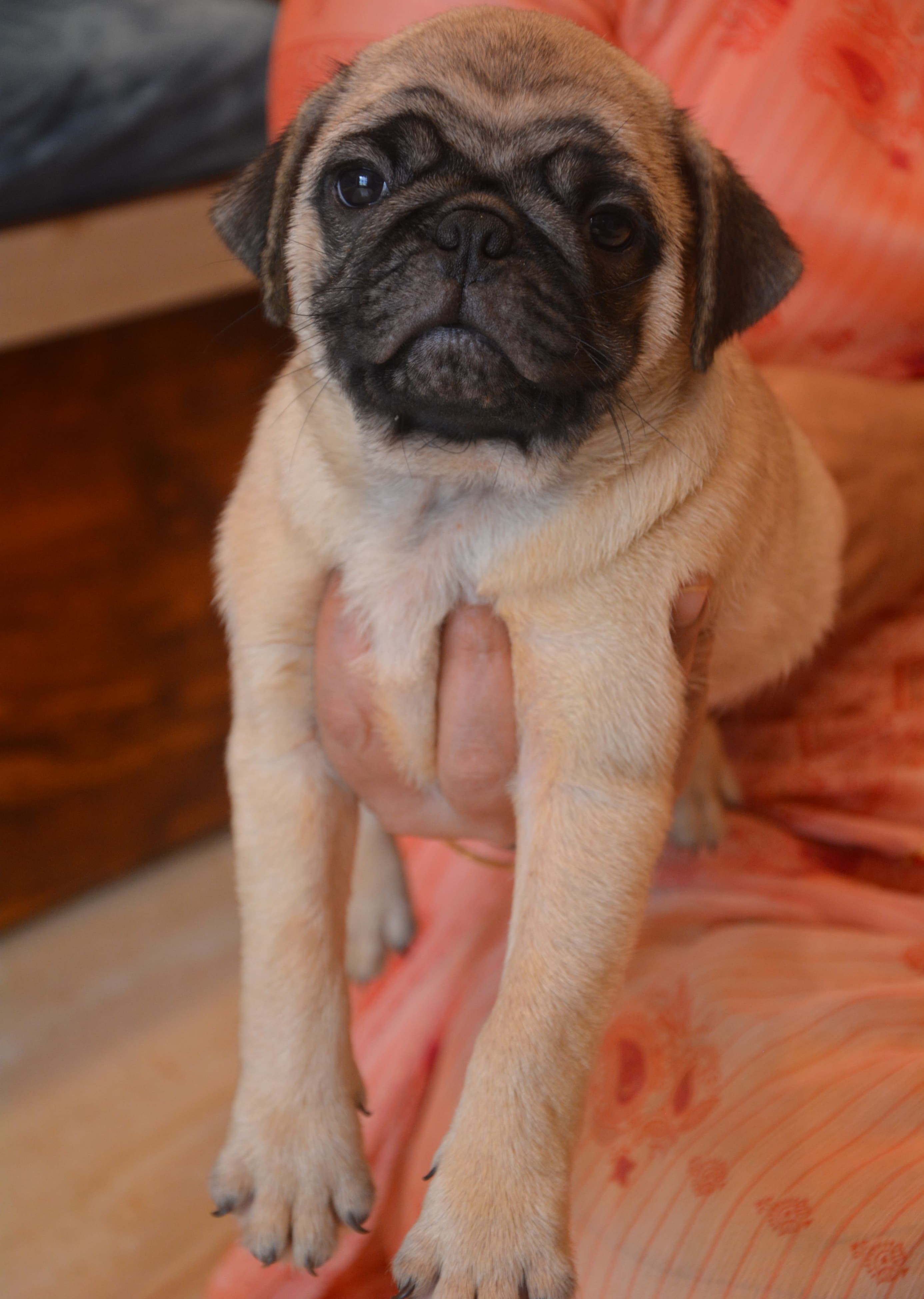 pug breed price in kolkata