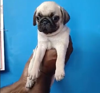 pug dog price in pune