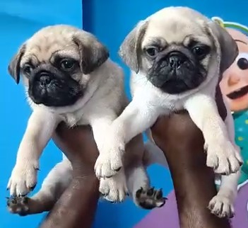 pug pet shop in pune