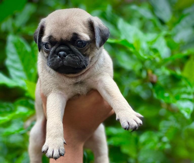 pug for sale in pune
