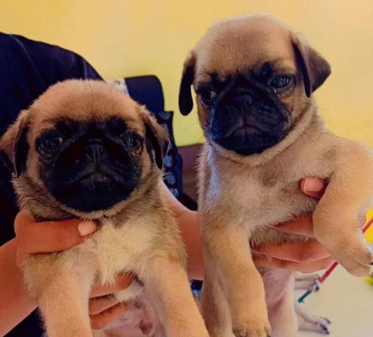pug puppies for sale in Aurangabad