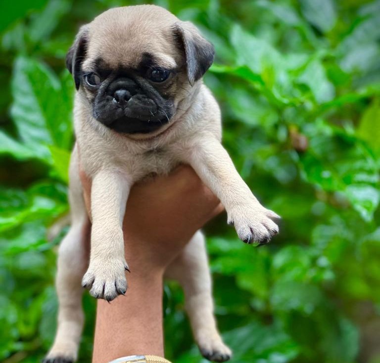  Pug puppies for sale in nashik
