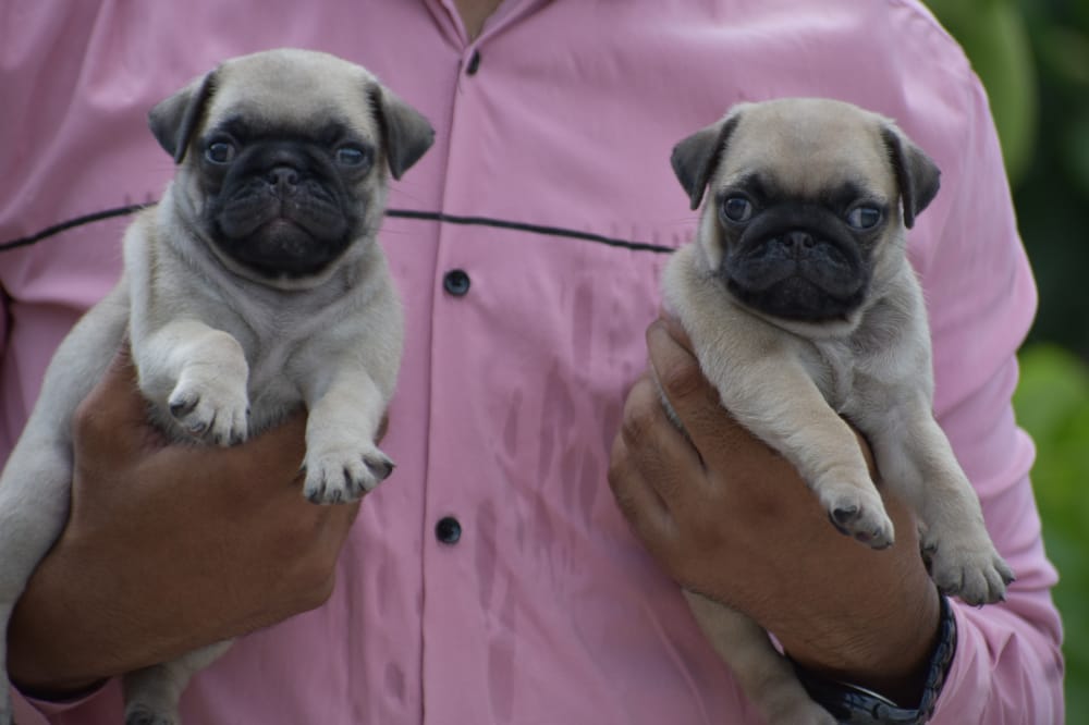 pug dog breeder in kolhapur