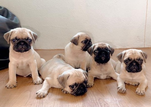  Pug puppies for sale in Mumbai