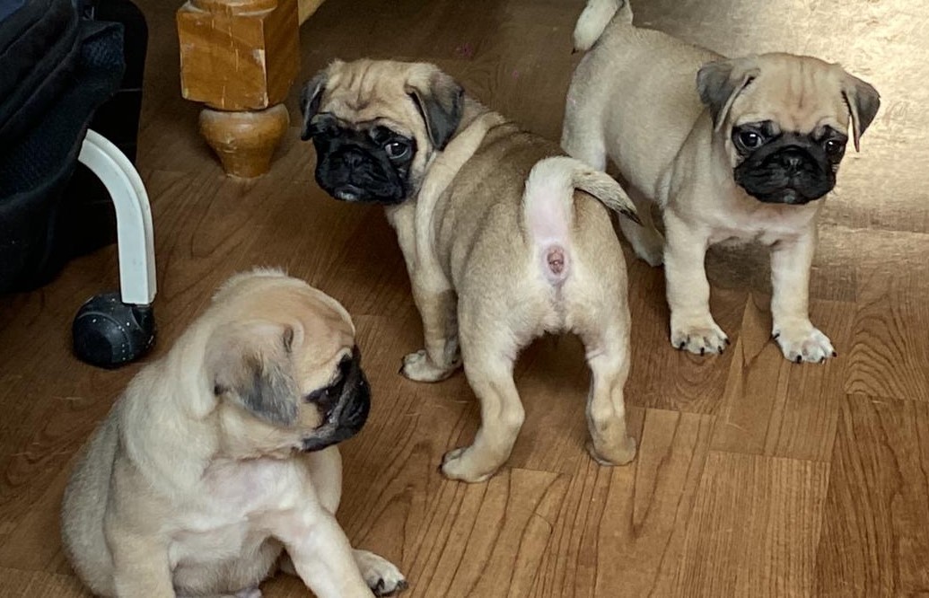  pug puppies price in nashik
