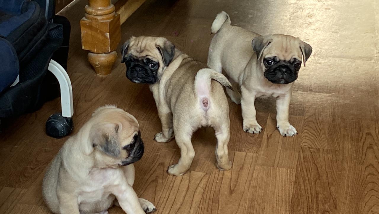  pug puppies for sale in kolhapur