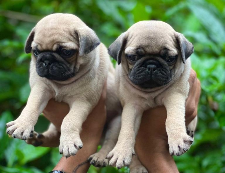 Pug Puppies Price In Mumbai Pug Puppies for sale In Mumbai Saee Kennel