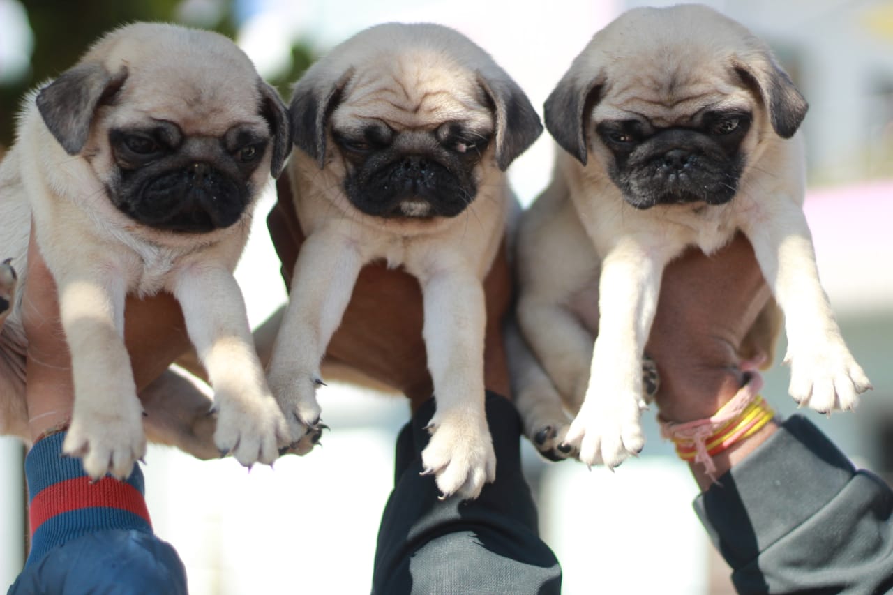 pug for sale in kolhapur