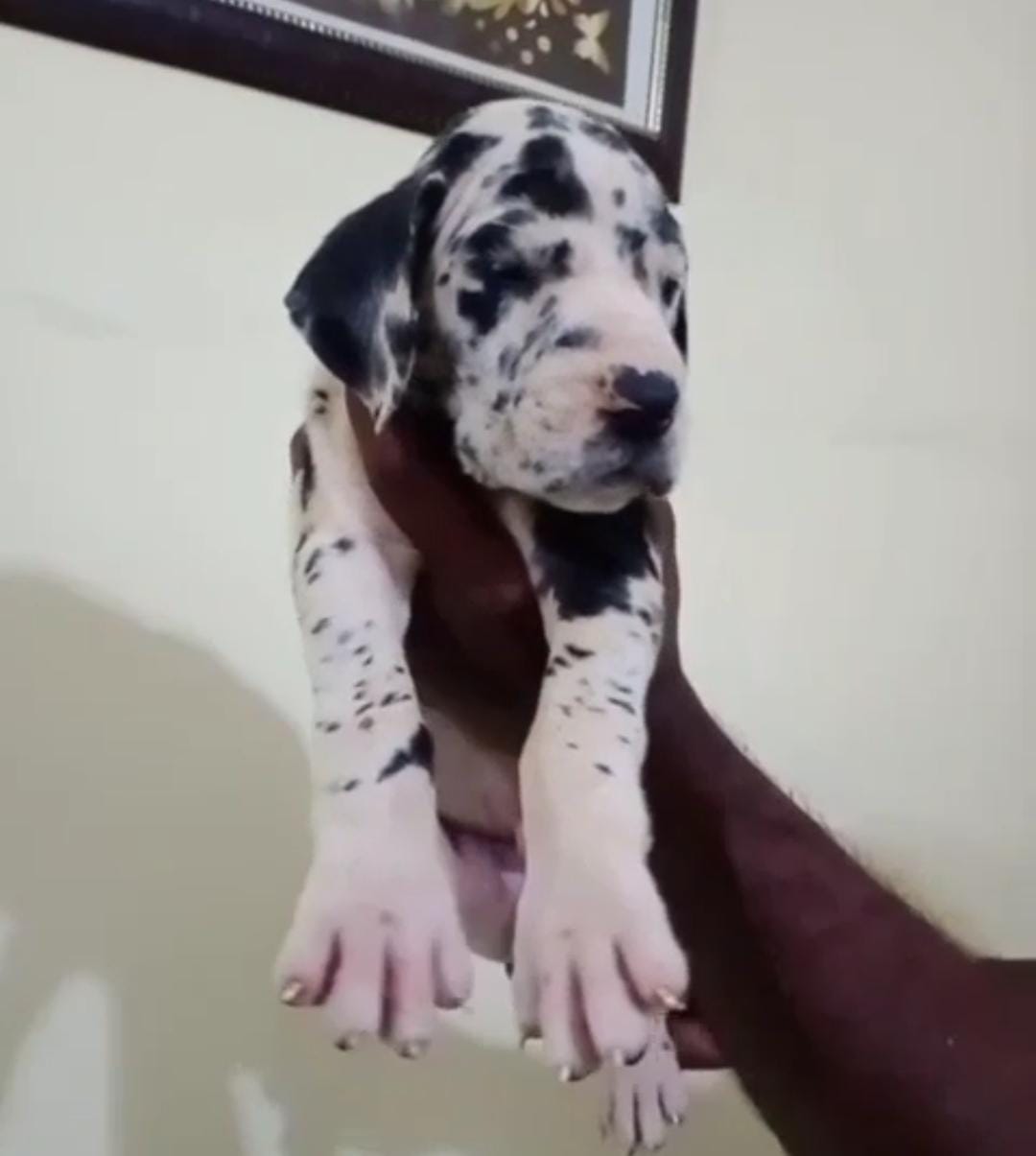 great dane dog breeder in nagpur