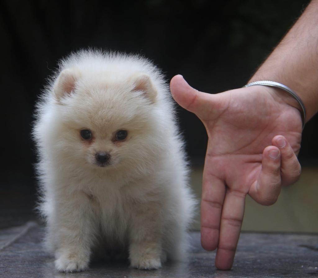  Toy Pomeranian dog kennel in kolhapur