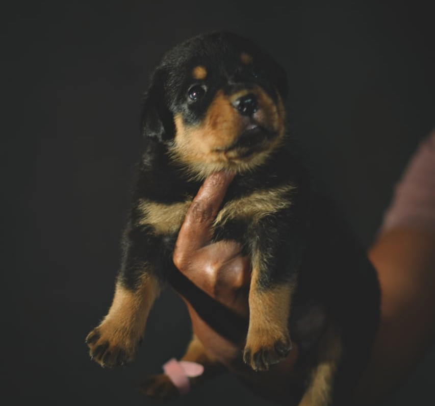 rottweiler puppy price in thane