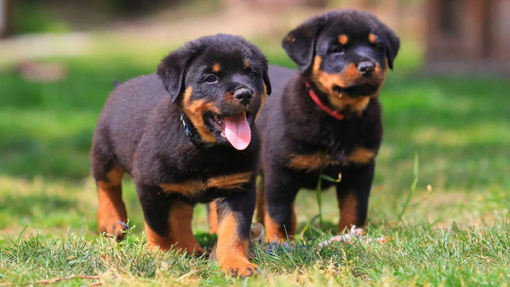 rottweiler dog breeder in nagpur