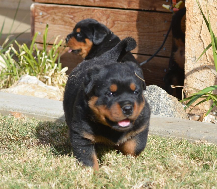 rottweiler dog kennel in kolhapur