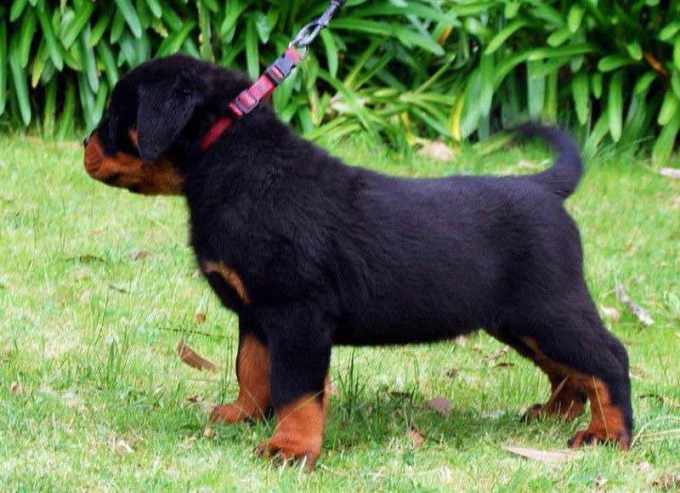 rottweiler puppy price in nagpur