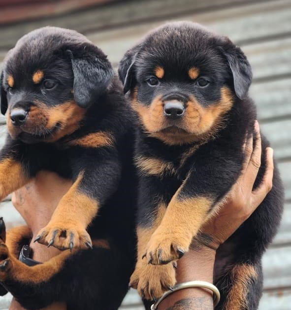 rottweiler price in Ahmedabad