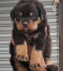 rottweiler puppy price in Ahmedabad