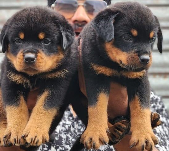 rottweiler dog price in Ahmedabad