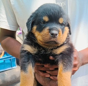 rottweiler dog breed price in Ahmedabad