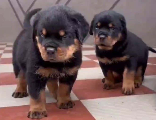 rottweiler dog breeder in Ahmedabad