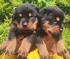 rottweiler online purchase in Ahmedabad