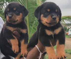 rottweiler dog for sale in Ahmedabad