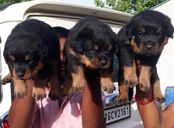 Rottweiler puppy price in Kolkata