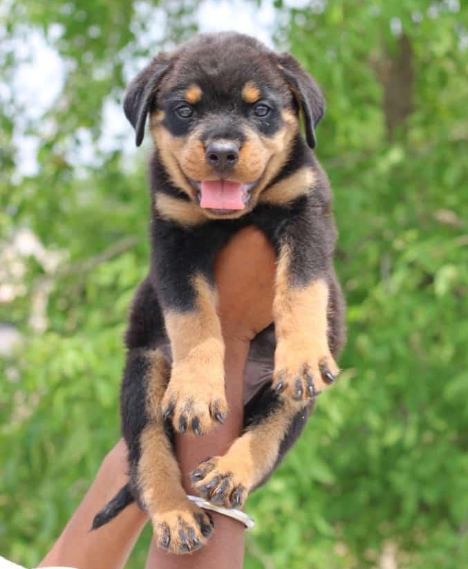 Rottweiler dog price in Kolkata