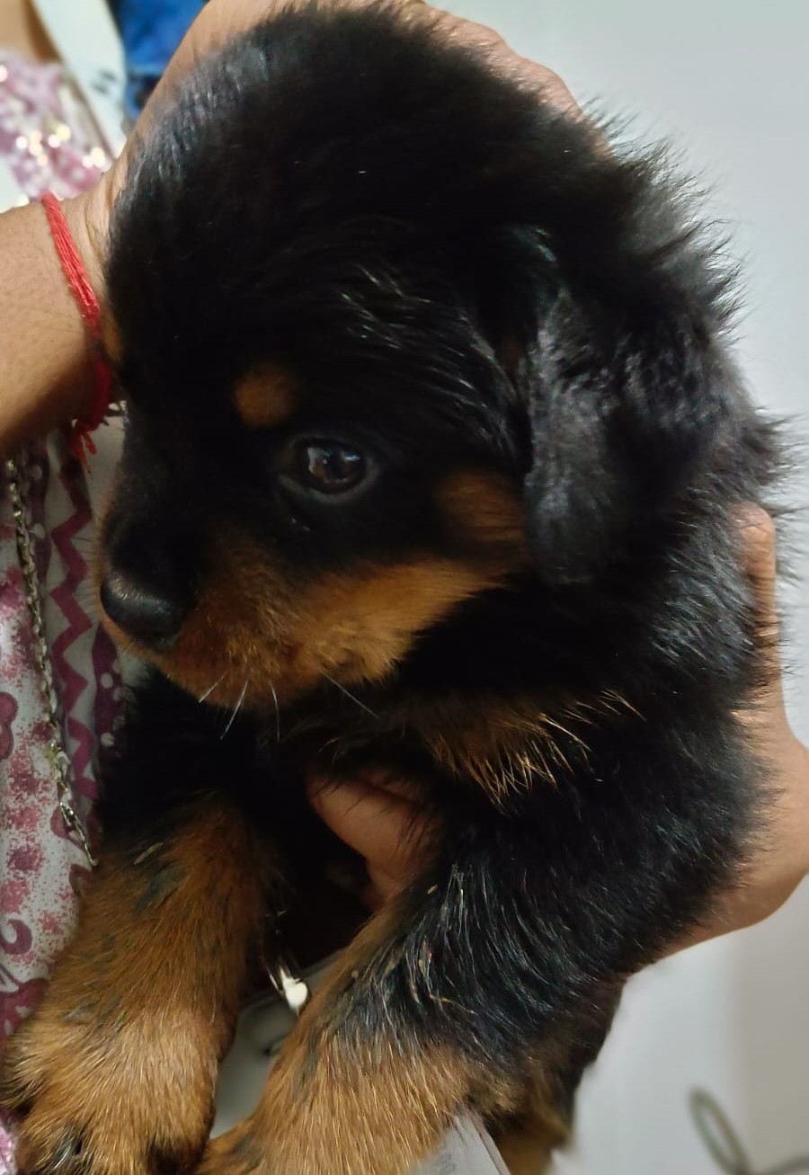 Rottweiler dog breeder in Kolkata