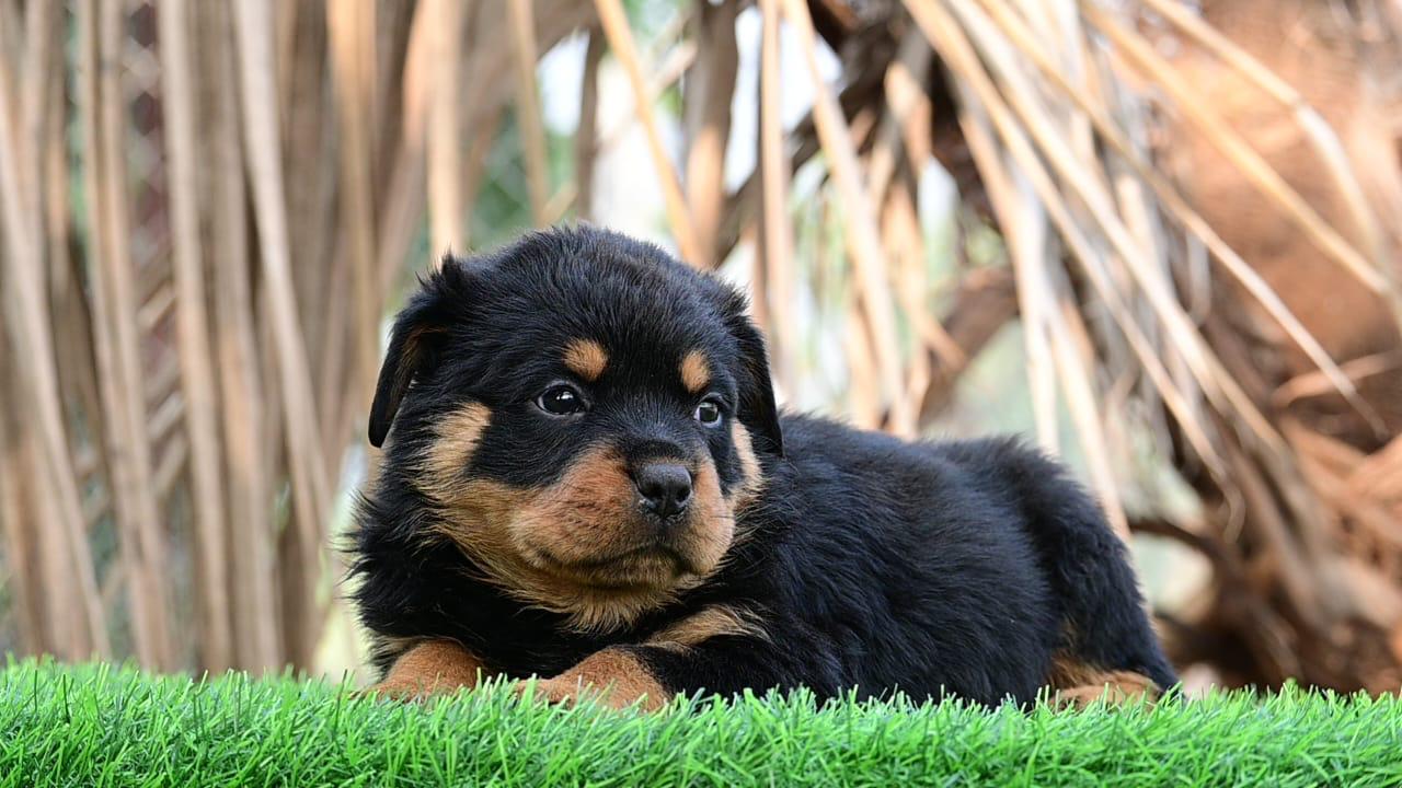 Rottweiler dog for sale in Kolkata