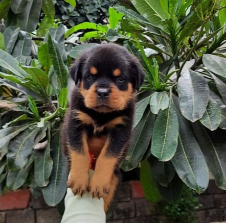 Rottweiler pet shop in Kolkata