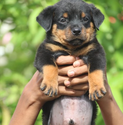 rottweiler for sale in pune