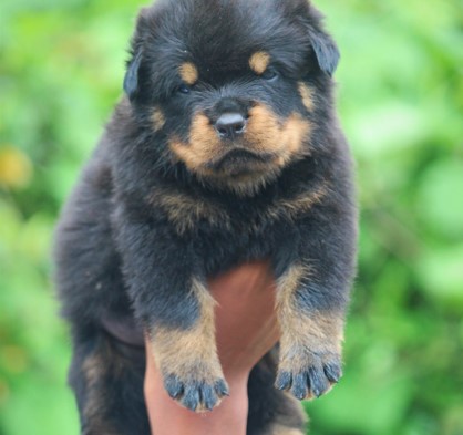 rottweiler male puppy for sale in pune