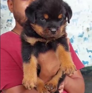 rottweiler dog breeder in pune