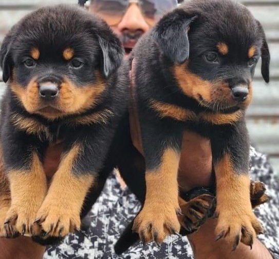 rottweiler dog price in pune