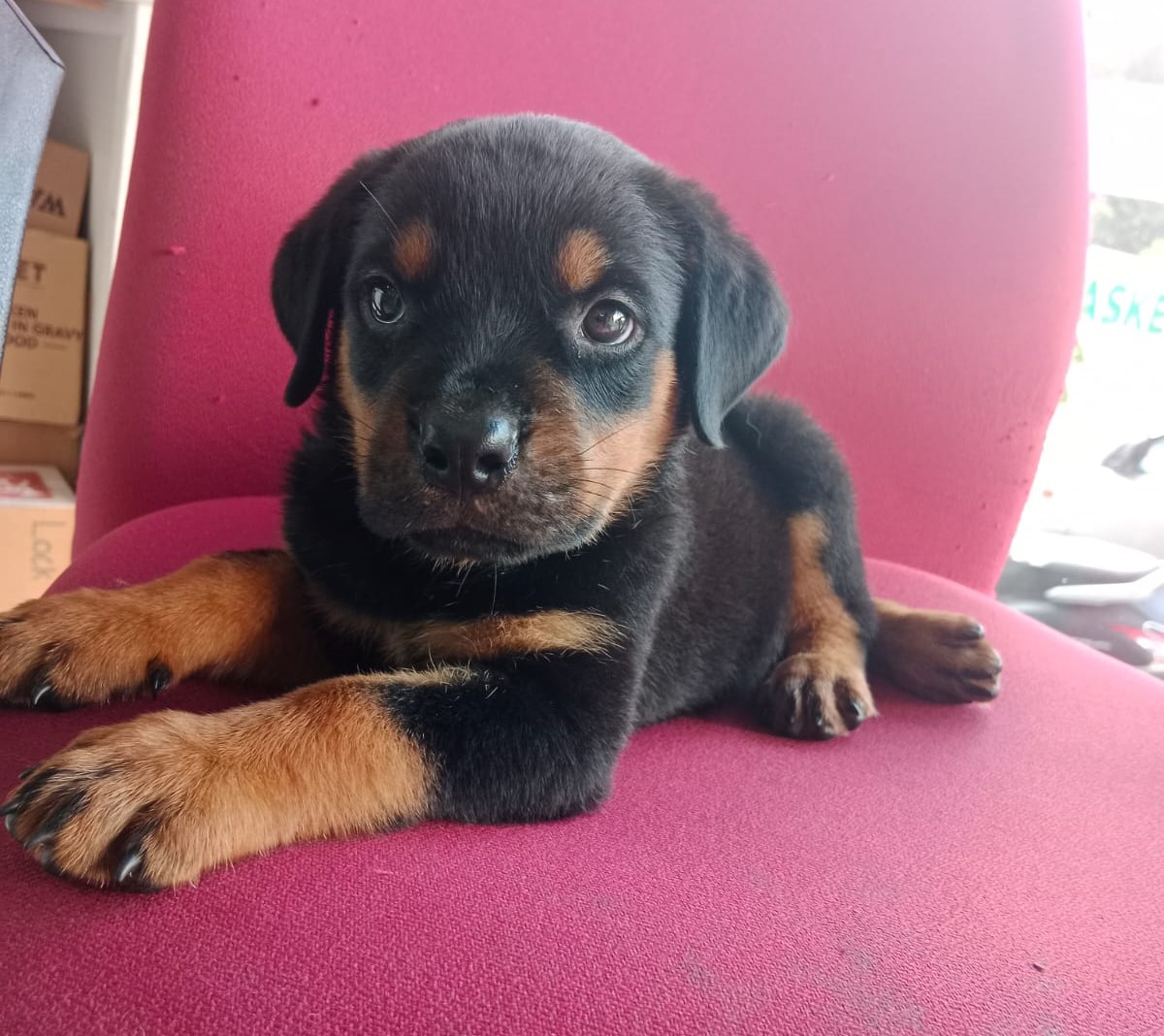 rottweiler puppy price in Aurangabad