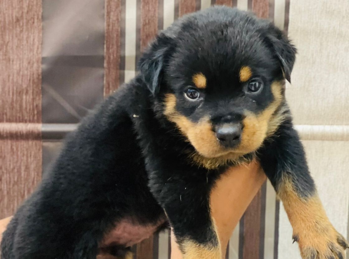 rottweiler puppy price in india