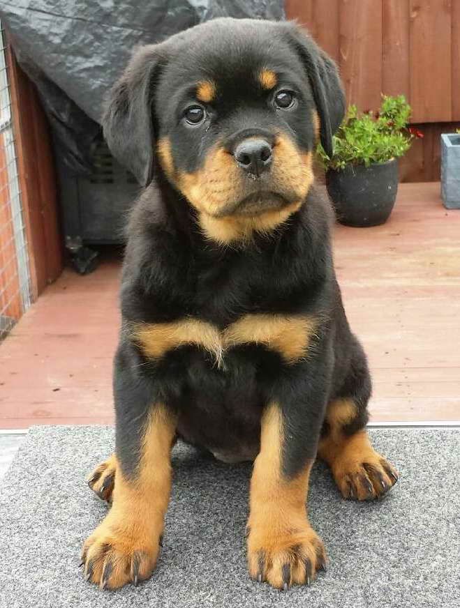 rottweiler dog price in Aurangabad