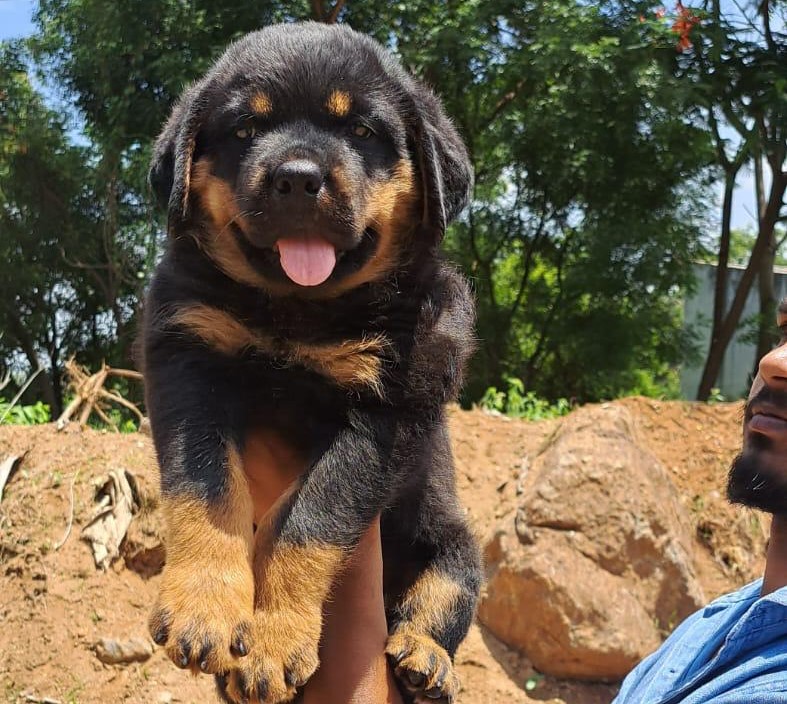  Rottweiler price in mumbai